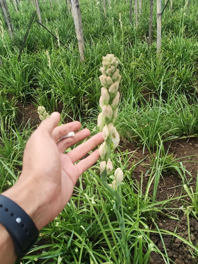 Bunga 16